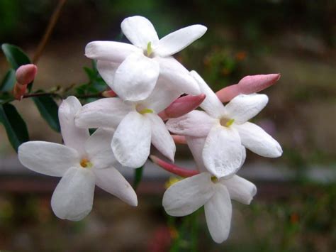 flor jazmin|JAZMÍN: CARACTERÍSTICAS, SIGNIFICADO, CULTIVO Y MUCHO。